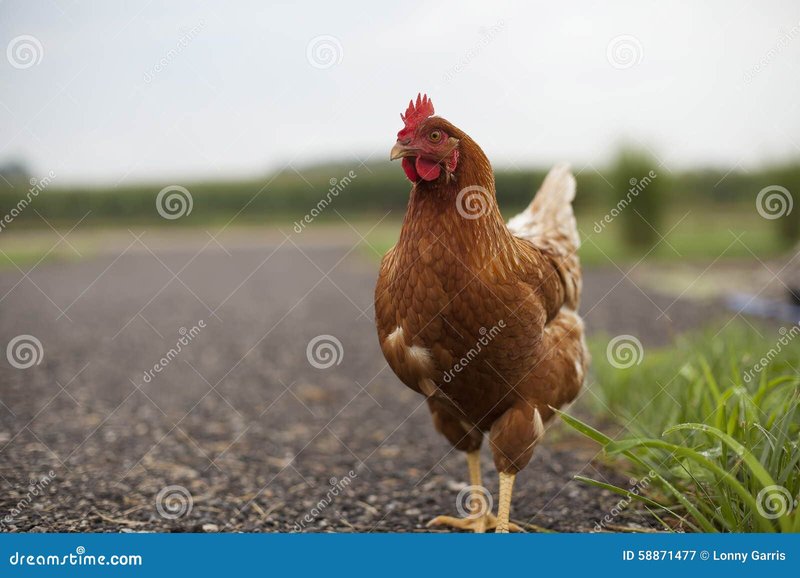 Chicken road in Spain