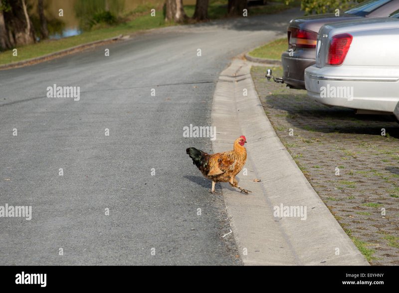 Guide to chicken road game